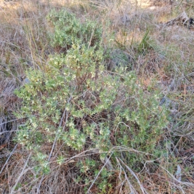 Melichrus urceolatus (Urn Heath) at Isaacs Ridge - 21 Jul 2023 by Mike