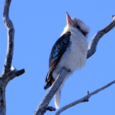 Dacelo novaeguineae (Laughing Kookaburra) at Belconnen, ACT - 21 Jul 2023 by Kurt