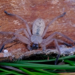 Delena cancerides at Belconnen, ACT - 21 Jul 2023 01:43 PM