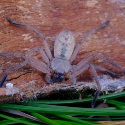 Delena cancerides (Social huntsman spider) at Belconnen, ACT - 21 Jul 2023 by Kurt