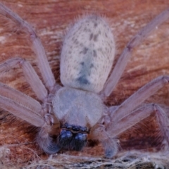 Delena cancerides at Belconnen, ACT - 21 Jul 2023 01:43 PM