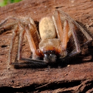 Delena cancerides at Belconnen, ACT - 21 Jul 2023