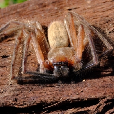 Delena cancerides (Social huntsman spider) at Belconnen, ACT - 21 Jul 2023 by Kurt