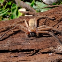 Delena cancerides at Belconnen, ACT - 21 Jul 2023