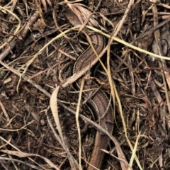 Acritoscincus duperreyi (Eastern Three-lined Skink) at Top Hut TSR - 19 Nov 2022 by AndyRoo