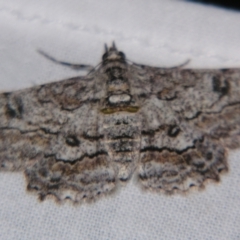Cleora displicata (A Cleora Bark Moth) at Sheldon, QLD - 30 Mar 2007 by PJH123