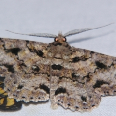 Cleora repetita (Ennominae) at Sheldon, QLD - 30 Mar 2007 by PJH123