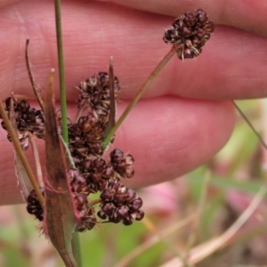 Luzula densiflora at Dry Plain, NSW - 19 Nov 2022