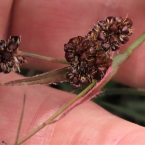 Luzula densiflora at Dry Plain, NSW - 19 Nov 2022