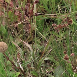 Luzula densiflora at Dry Plain, NSW - 19 Nov 2022