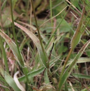 Luzula densiflora at Dry Plain, NSW - 19 Nov 2022