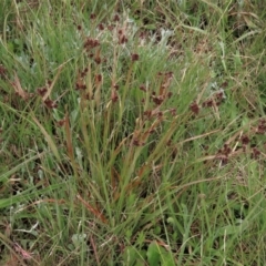 Luzula densiflora at Dry Plain, NSW - 19 Nov 2022