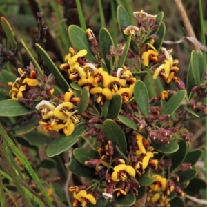 Daviesia mimosoides subsp. mimosoides at Dry Plain, NSW - 19 Nov 2022 01:56 PM