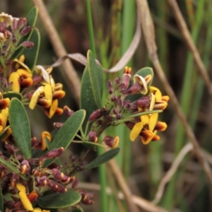 Daviesia mimosoides subsp. mimosoides at Dry Plain, NSW - 19 Nov 2022 01:56 PM