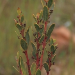 Daviesia mimosoides subsp. mimosoides at Dry Plain, NSW - 19 Nov 2022