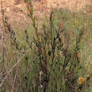 Daviesia mimosoides subsp. mimosoides at Dry Plain, NSW - 19 Nov 2022
