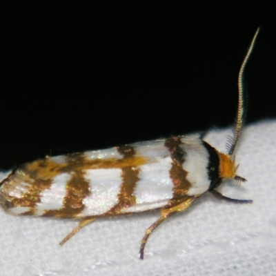 Cryptophasa tetrazona (A Xyloryctid moth) at Sheldon, QLD - 30 Mar 2007 by PJH123