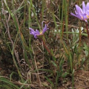 Calotis scabiosifolia var. integrifolia at Dry Plain, NSW - 19 Nov 2022