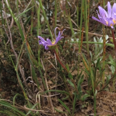 Calotis scabiosifolia var. integrifolia (Rough Burr-daisy) at Dry Plain, NSW - 19 Nov 2022 by AndyRoo
