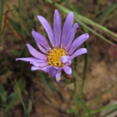 Calotis scabiosifolia var. integrifolia at Dry Plain, NSW - 19 Nov 2022