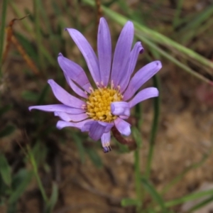 Calotis scabiosifolia var. integrifolia at Dry Plain, NSW - 19 Nov 2022