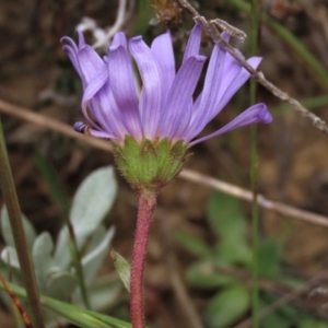 Calotis scabiosifolia var. integrifolia at Dry Plain, NSW - 19 Nov 2022