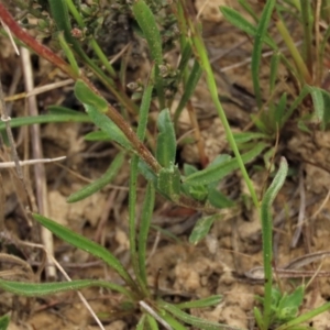 Calotis scabiosifolia var. integrifolia at Dry Plain, NSW - 19 Nov 2022