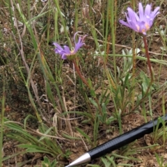 Calotis scabiosifolia var. integrifolia at Dry Plain, NSW - 19 Nov 2022