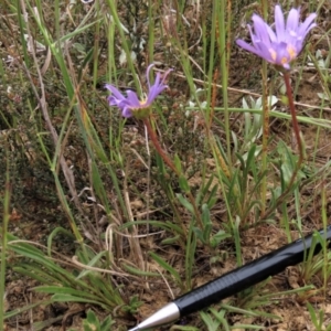 Calotis scabiosifolia var. integrifolia at Dry Plain, NSW - 19 Nov 2022