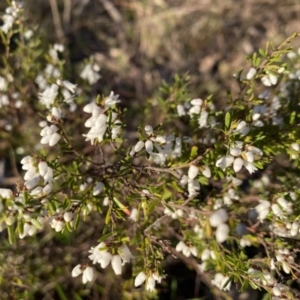 Cryptandra amara at Nicholls, ACT - 21 Jul 2023