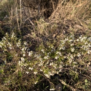 Cryptandra amara at Nicholls, ACT - 21 Jul 2023 04:29 PM