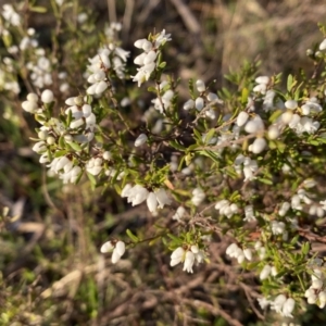 Cryptandra amara at Nicholls, ACT - 21 Jul 2023