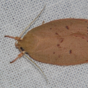 Garrha leucerythra at Sheldon, QLD - suppressed