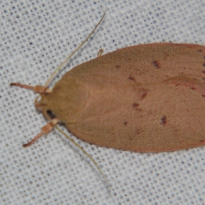 Garrha leucerythra (A concealer moth) at Sheldon, QLD - 30 Mar 2007 by PJH123