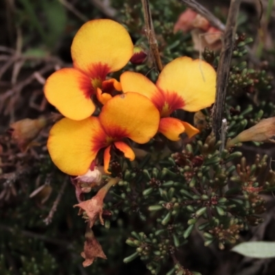 Dillwynia prostrata (Matted Parrot-pea) at Top Hut TSR - 19 Nov 2022 by AndyRoo