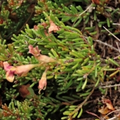 Dillwynia prostrata at Dry Plain, NSW - 19 Nov 2022