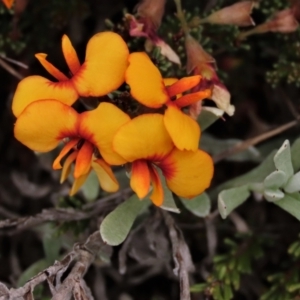 Dillwynia prostrata at Dry Plain, NSW - 19 Nov 2022 02:02 PM