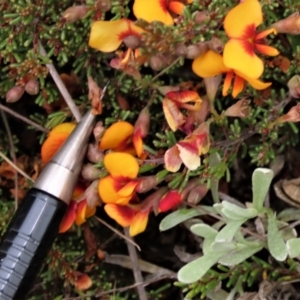 Dillwynia prostrata at Dry Plain, NSW - 19 Nov 2022