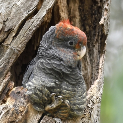 Callocephalon fimbriatum (Gang-gang Cockatoo) at GG292 - 23 Jan 2022 by davidcunninghamwildlife