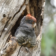 Callocephalon fimbriatum at Belconnen, ACT - 24 Jan 2022