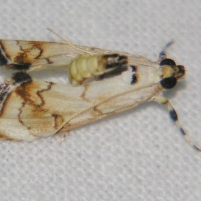 Eudaimonisma batchelorella (Spilomelinae) at Sheldon, QLD - 30 Mar 2007 by PJH123