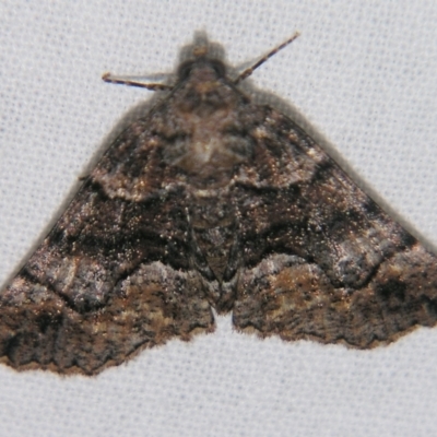 Gastrina cristaria (Wave-lined Geometrid) at Sheldon, QLD - 30 Mar 2007 by PJH123