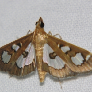 Glyphodes microta at Sheldon, QLD - 30 Mar 2007