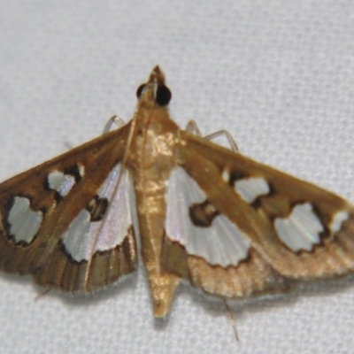 Glyphodes microta (A Crambid moth) at Sheldon, QLD - 30 Mar 2007 by PJH123