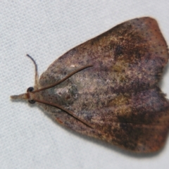 Hyblaea ibidias (A Teak moth (Hyblaeidae family).) at Sheldon, QLD - 30 Mar 2007 by PJH123