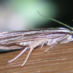 Leistarcha tenuistria (A Gelechioid moth (Xyloryctidae)) at Sheldon, QLD - 30 Mar 2007 by PJH123