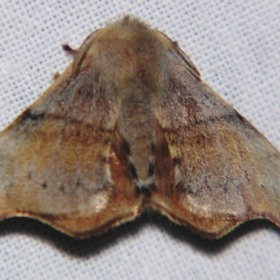 Panacela (genus) (A Monkey moth (Eupteroridae fam.)) at Sheldon, QLD - 30 Mar 2007 by PJH123