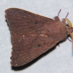 Pararguda crenulata (Lappett moth or Snout moth) at Sheldon, QLD - 30 Mar 2007 by PJH123