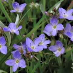 Veronica gracilis (Slender Speedwell) at Top Hut TSR - 19 Nov 2022 by AndyRoo