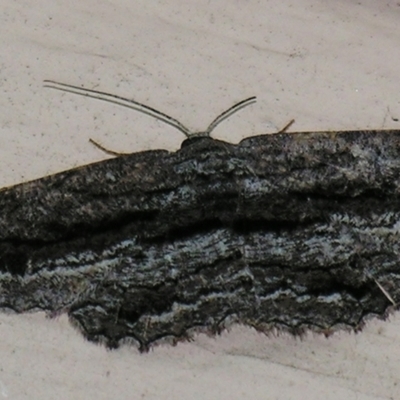 Scioglyptis canescaria (Fuscous Bark Moth, Boarmini) at Sheldon, QLD - 30 Mar 2007 by PJH123